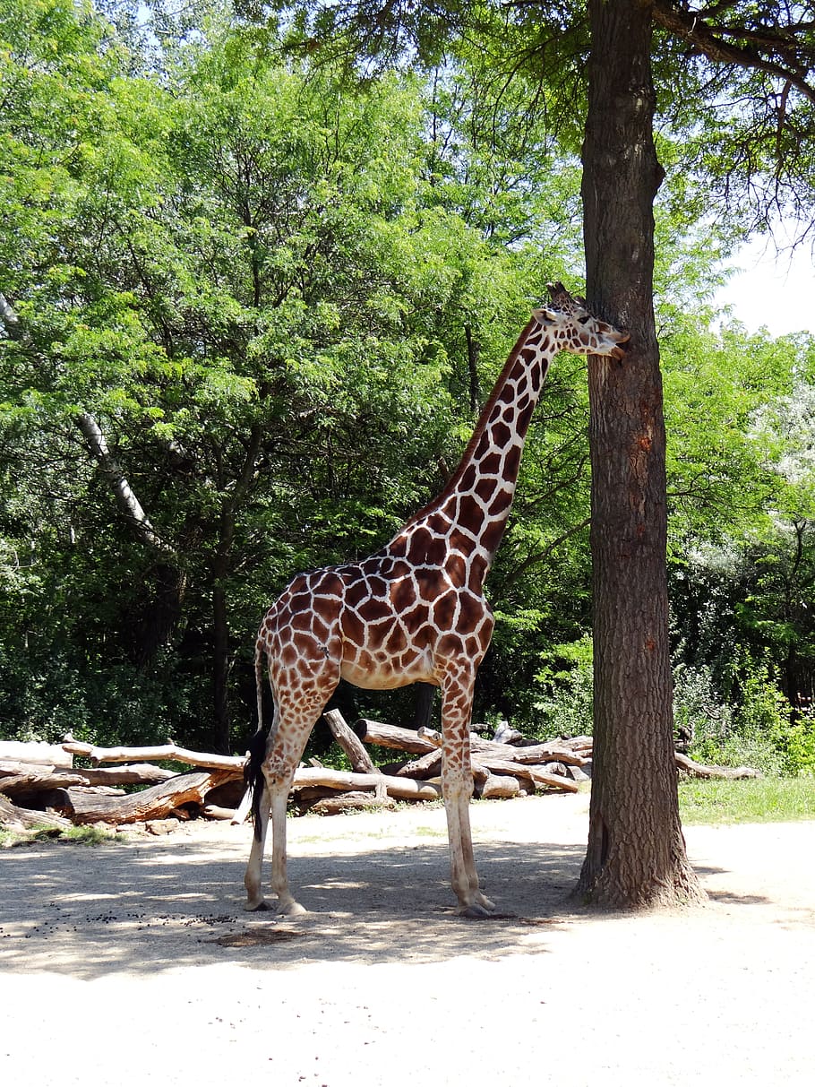 Giraffe, Animal, Tall, Wild, Mammal, fauna, herbivorous, herbivore, HD wallpaper