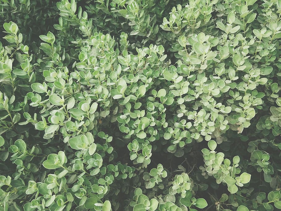 green leaf plant during daytime, top view photography of green plants HD wallpaper