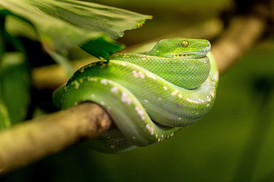 green snake on brown tree twig, macro, animal, zoo, portrait HD wallpaper