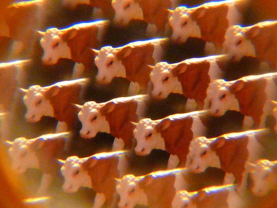 cows, kaleidoscope, art, animal themes, pets, domestic, group of animals HD wallpaper