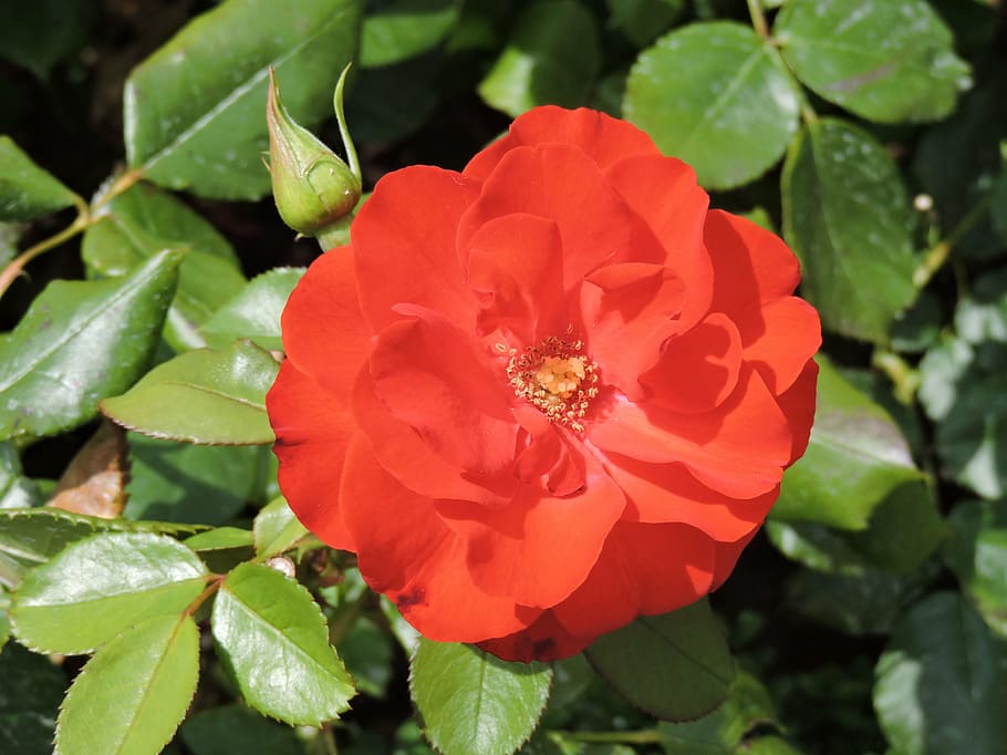 rose, red, flower, blossom, bloom, small flower, macro, nature HD wallpaper