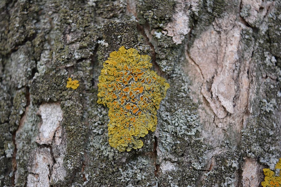 moss, log, tree, bark, old, textured, tree trunk, lichen, yellow HD wallpaper
