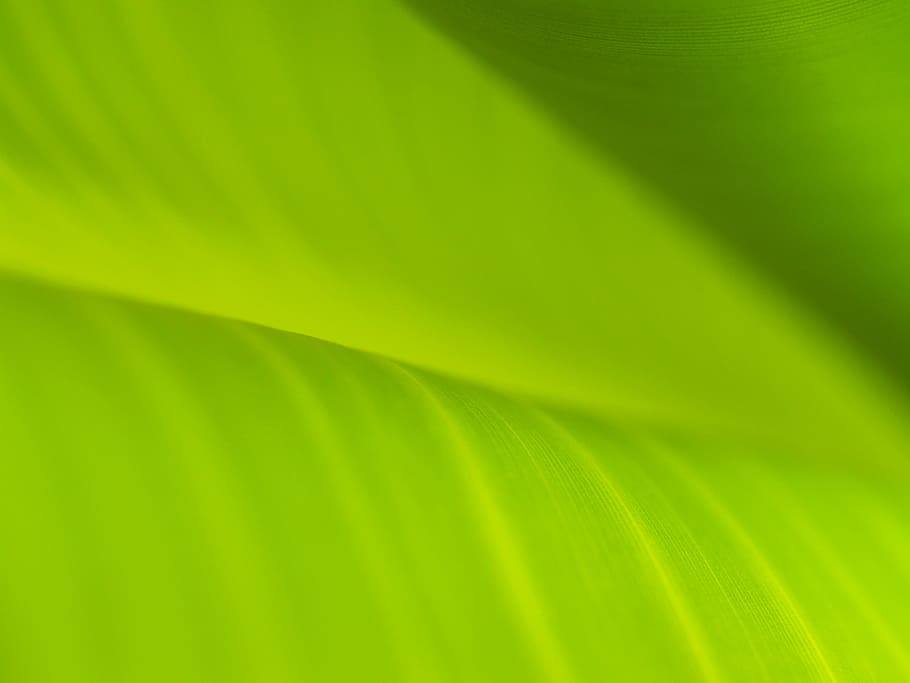 background, banana leaves, drop, element, environment, environmental HD wallpaper