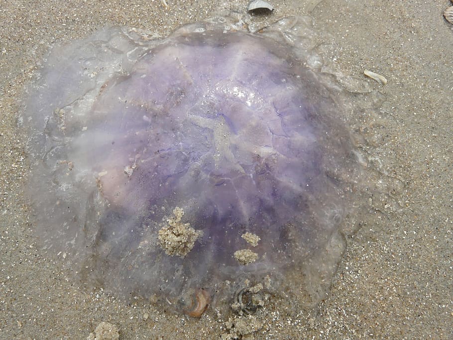 Jellyfish, Blue Jellyfish, cyanea lamarckii, beach, washed up on, HD wallpaper