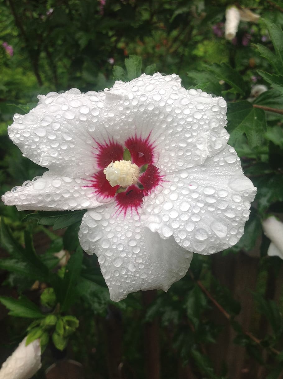 hibiscus, rain, flower, plant, flowering plant, growth, freshness HD wallpaper