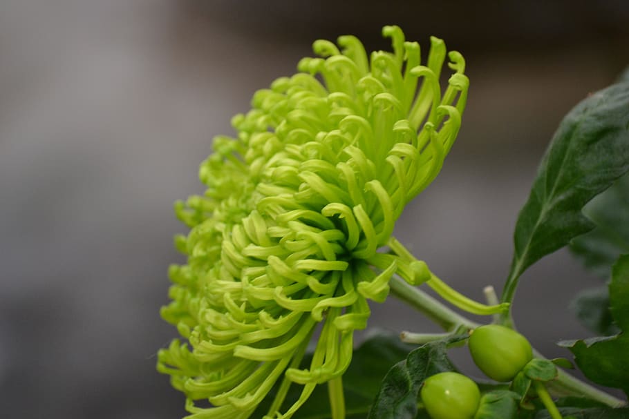 blossom, bloom, close up, green, spring, food and drink, close-up HD wallpaper