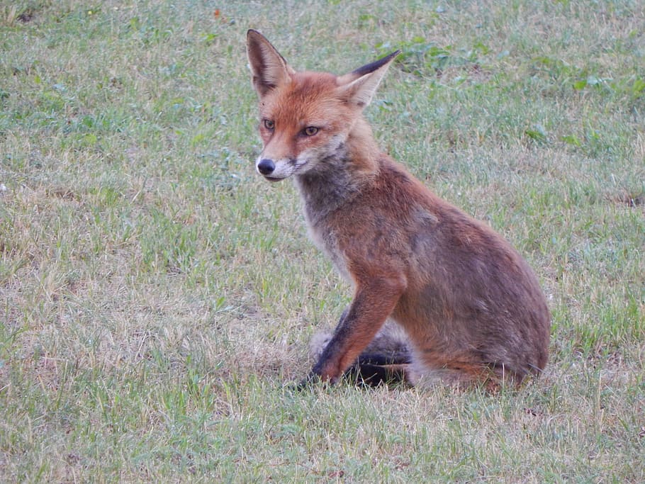 Fuchs, Forest, Animals, Predator, forest animals, reddish fur HD wallpaper