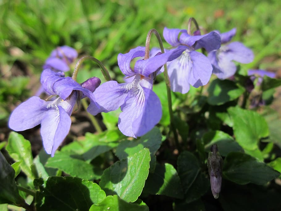 viola odorata, wood violet, sweet violet, english violet, common violet, HD wallpaper