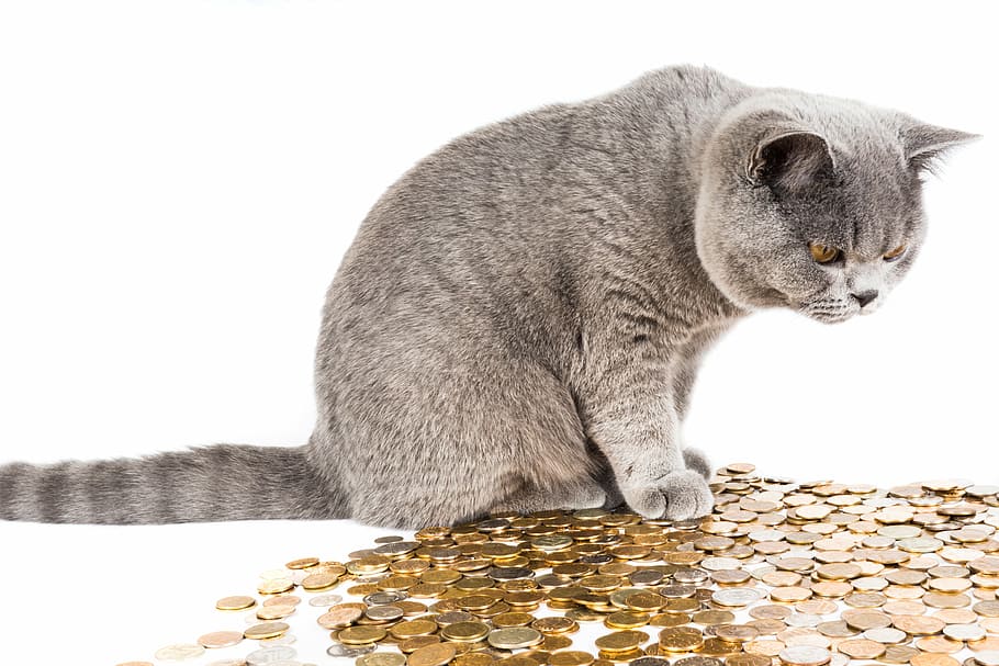 gray tabby cat on on coins, beautiful cat, pets, british cat HD wallpaper