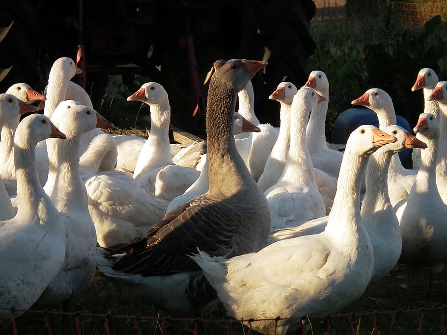 goose, geese, poultry, bill, plumage, feather, ganter, group of animals HD wallpaper
