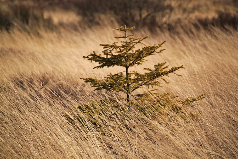 spruce, tree, conifer, branches, green, periwinkle, autumn HD wallpaper