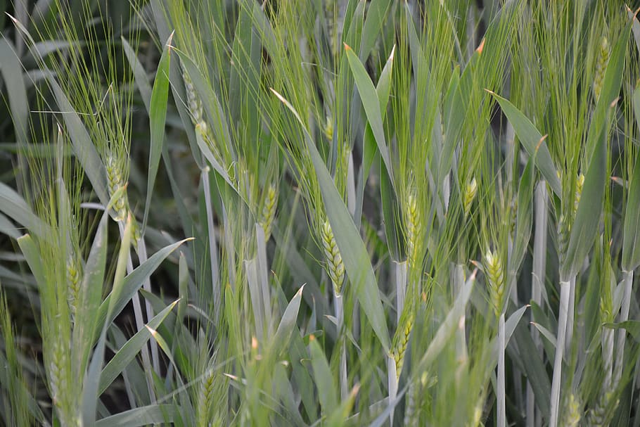 wheat, fields, cereals, cornfield, growth, plant, green color HD wallpaper