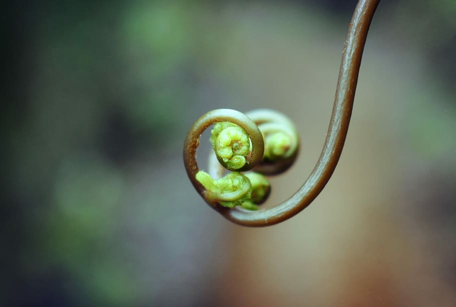 brown and green vine curls selective-focus photography, untitled HD wallpaper