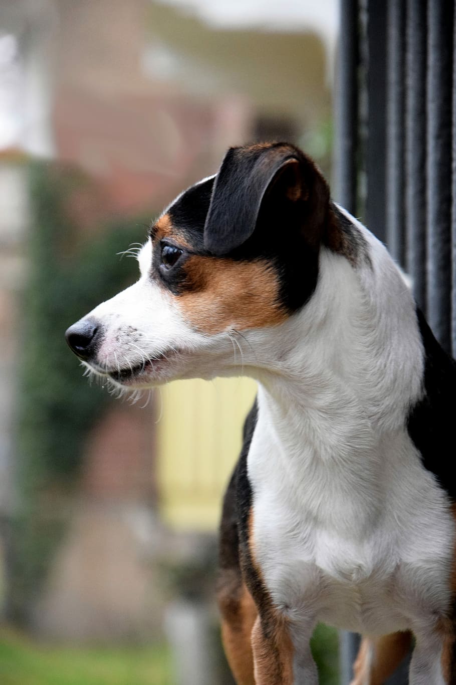 dog, railing, jack russel terrier, head, portrait, one animal HD wallpaper