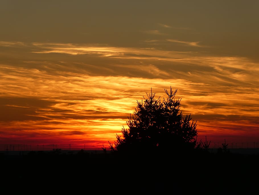 sunset, tree, sky, evening sky, silhouette, cloud - sky, scenics - nature HD wallpaper