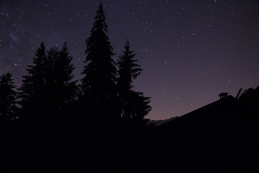silhouette of trees during nighttime, stars and trees at nighttime HD wallpaper