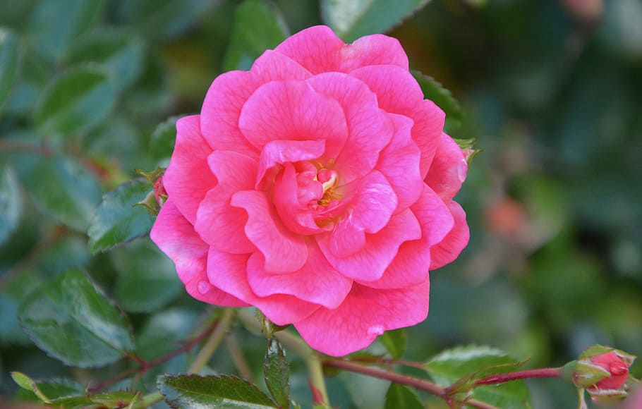 pink, rosebush, thorns, leaf, petals, flower, nature, flowering HD wallpaper
