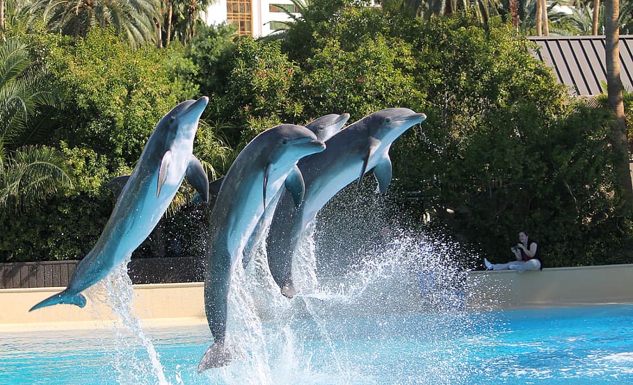 time-lapse photo of four dolphins jumping out of the swimming pool