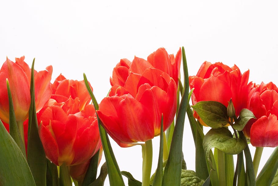 red tulip flowers, tulips, lily, spring, nature, schnittblume HD wallpaper