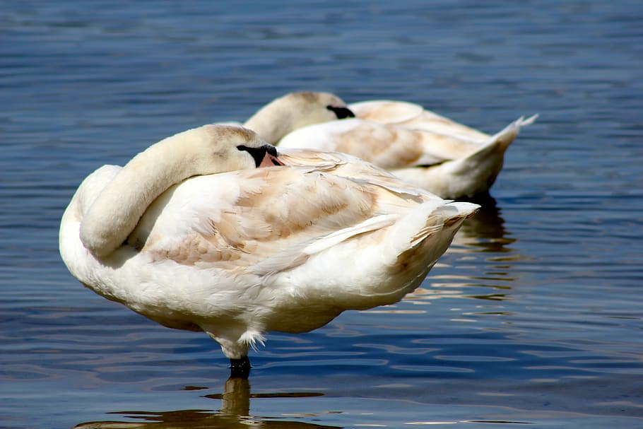 animal, bird, swans, lake, nature, wildlife, pond, water, reflection HD wallpaper