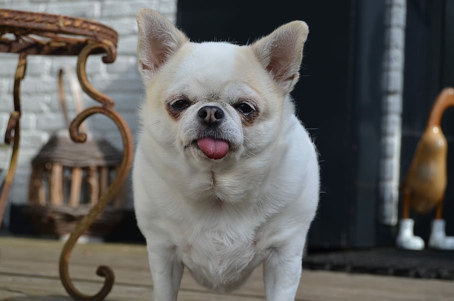 Dog, Small, Pet, chi, pets, animal, cute, purebred Dog, canine HD wallpaper