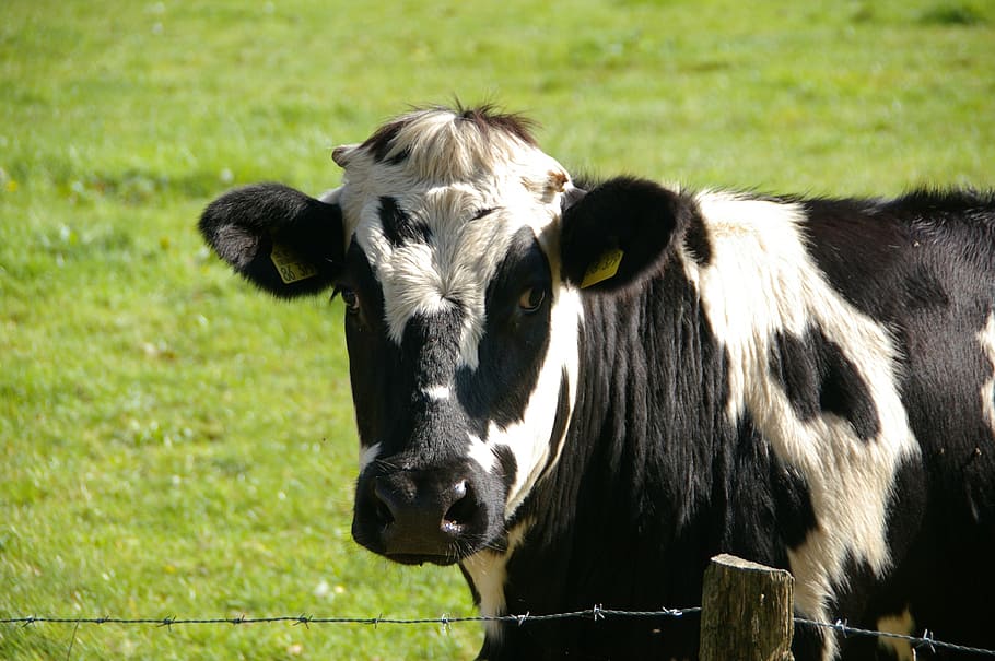 white and black cow near wire fence, beef, milk cow, animal HD wallpaper