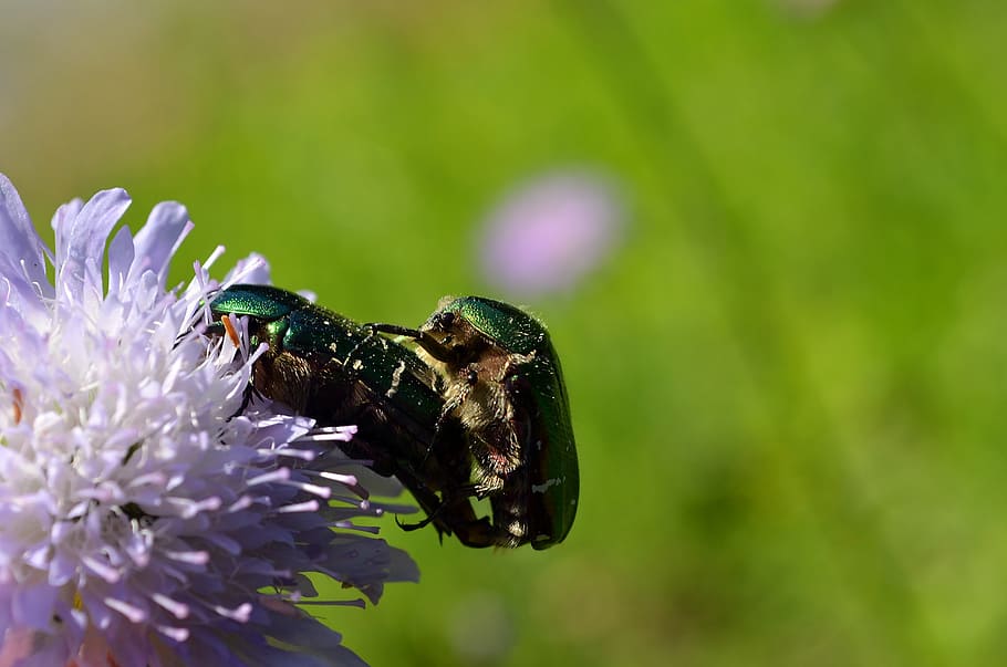 rose beetle, pairing, reproduction, green, animal, insect, cetonia aurata HD wallpaper