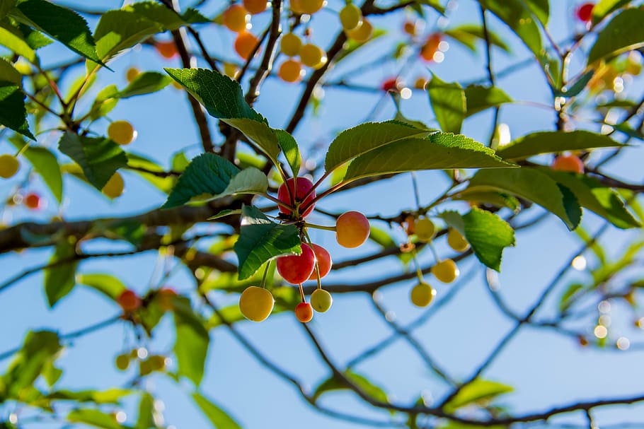 cherries, branch, cherry, red, agriculture, foliage, tree, fruit HD wallpaper