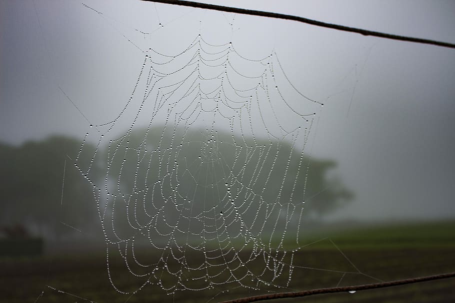 Spiderweb, Dew, Drops, Nature, rain, morning, water, cobweb HD wallpaper