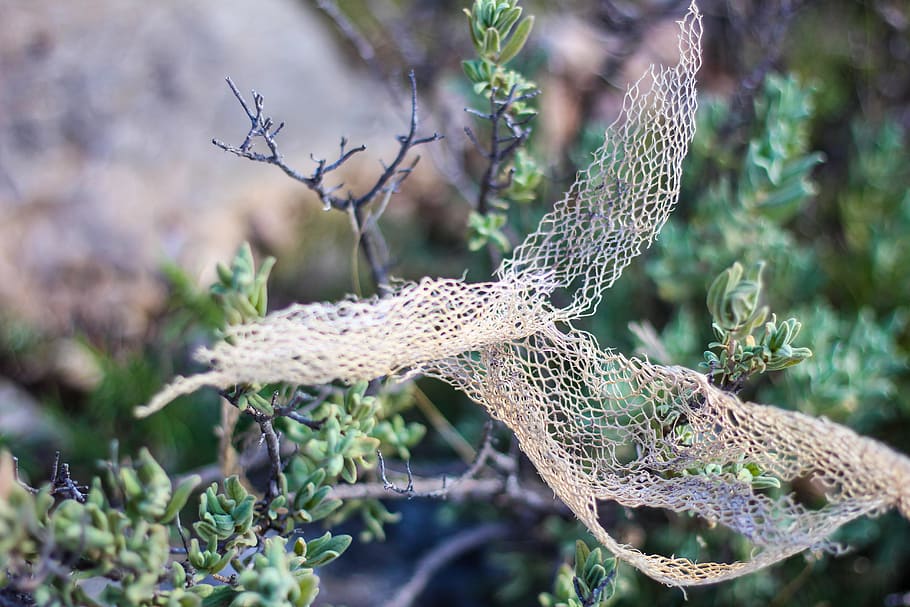 Shallow Focus of White Lace on Green Plant, blur, branches, close-up HD wallpaper