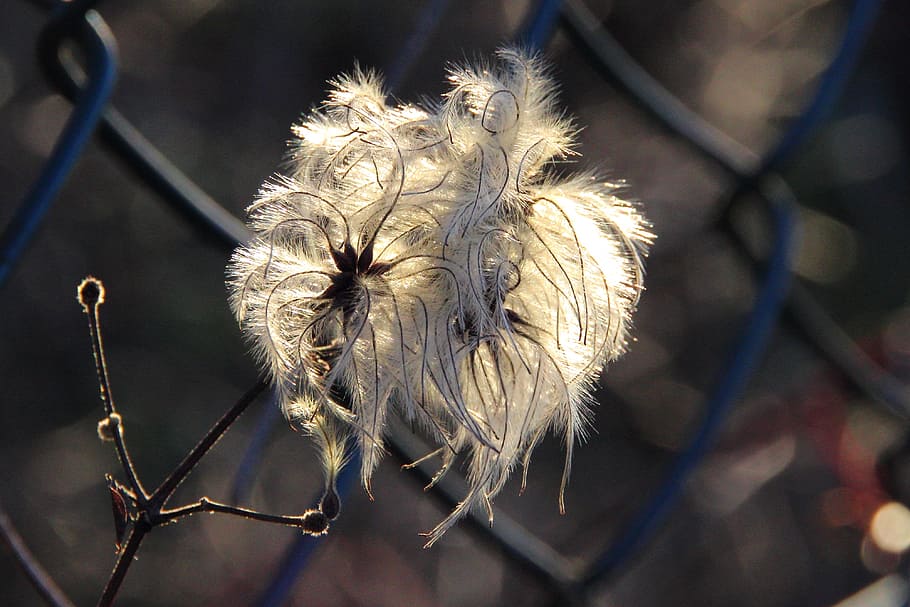 Blossom, Bloom, Sun, Plant, feather duster, wild growth, clematis HD wallpaper