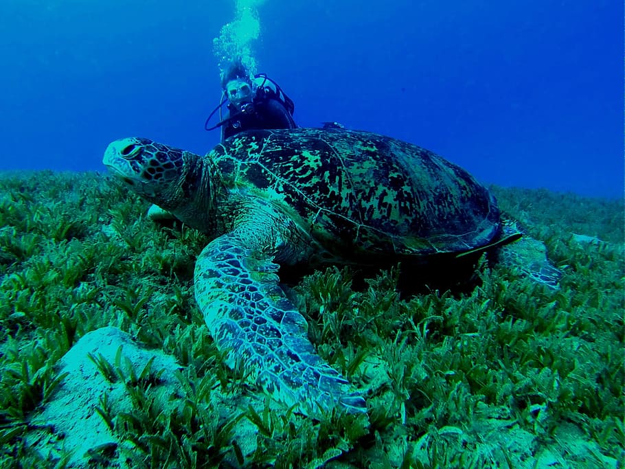 underwater photography of diver beside sea turtle, Underwater, Diving HD wallpaper