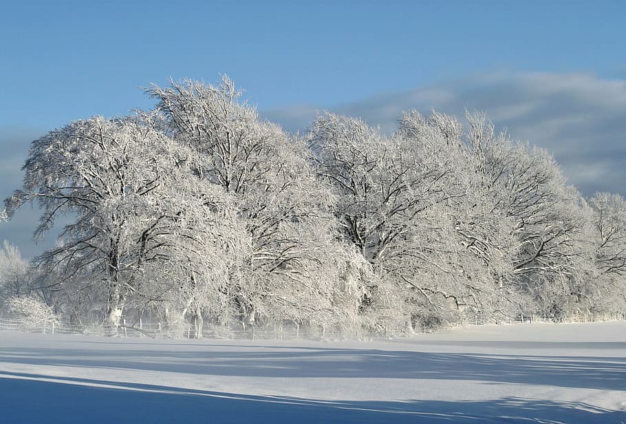 tree with snow, winter, wintry, winter magic, cold, sun, winter dream HD wallpaper