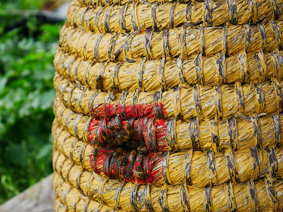 beehive, bees, nature, insects hotel, bug, flowers, pollinate HD wallpaper