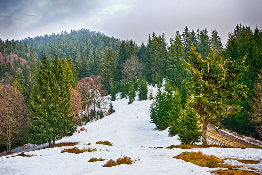 wood, snow, nature, tree, mountain, landscape, pine, conifer HD wallpaper