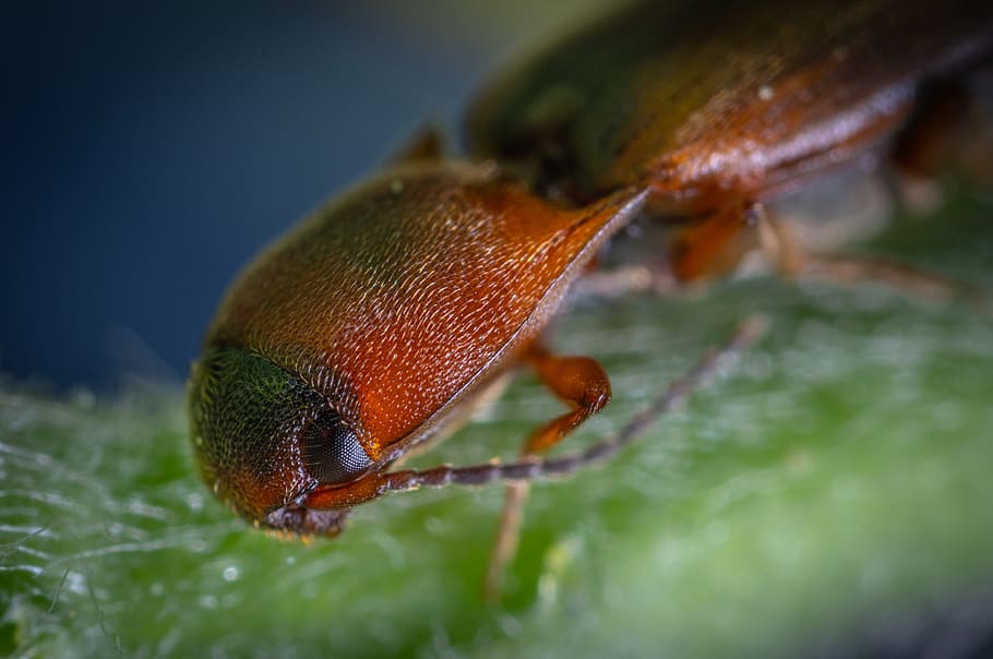 macro, insect, beetle, animal themes, one animal, animal wildlife HD wallpaper