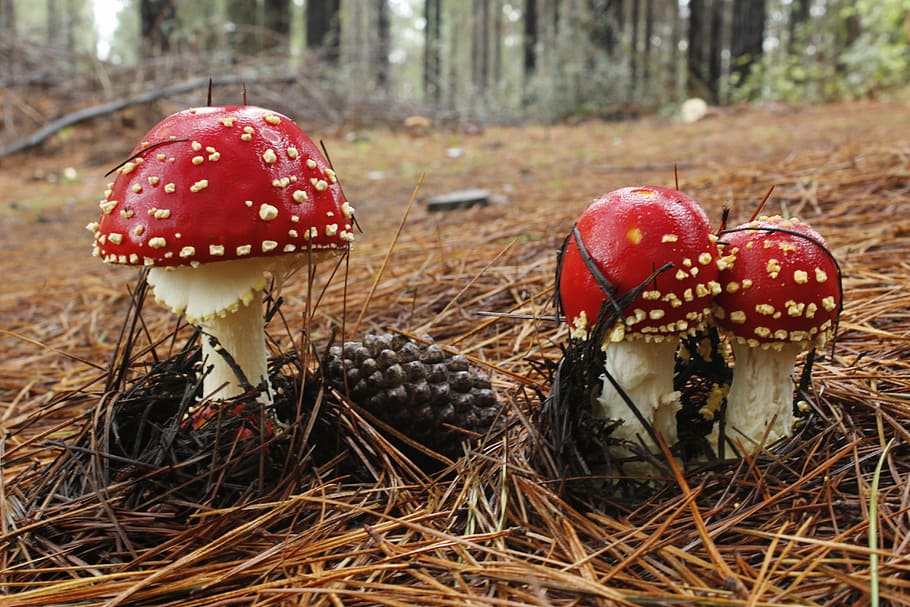 fungus, forest, mushroom, nature, wild, natural, autumn, fungi