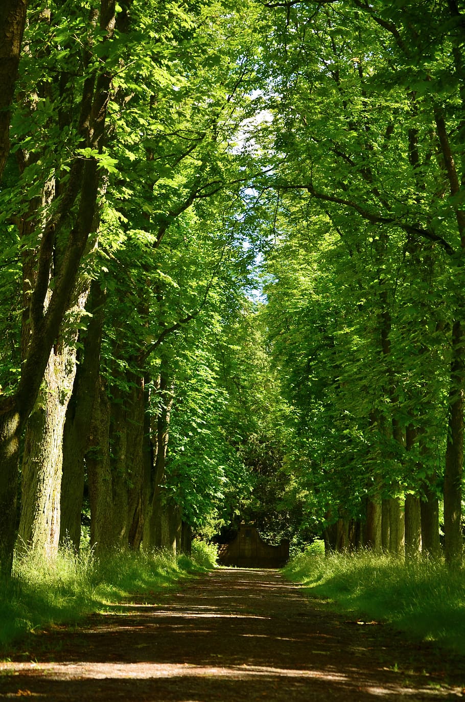 HD wallpaper: Away, Avenue, Tree, trees, tree lined avenue, park, plant ...