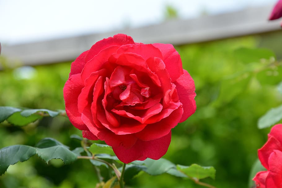 rosa, flower, red rose, flowering plant, rose - flower, beauty in nature HD wallpaper
