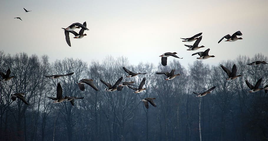 Wild Geese, Flock Of Birds, Winter, migratory birds, swarm