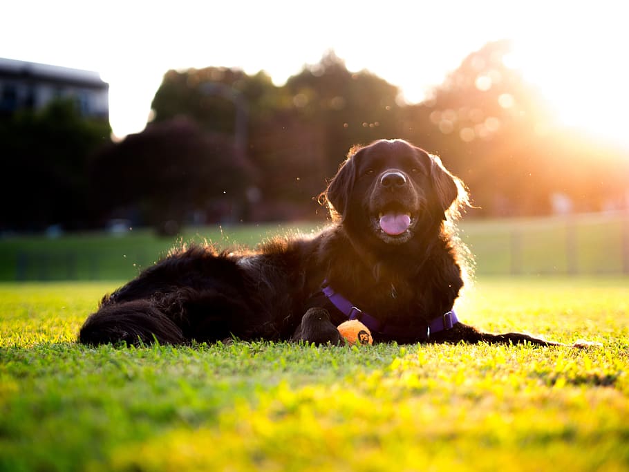 dog, sunset, retriever, grass, field, black dog, one animal HD wallpaper