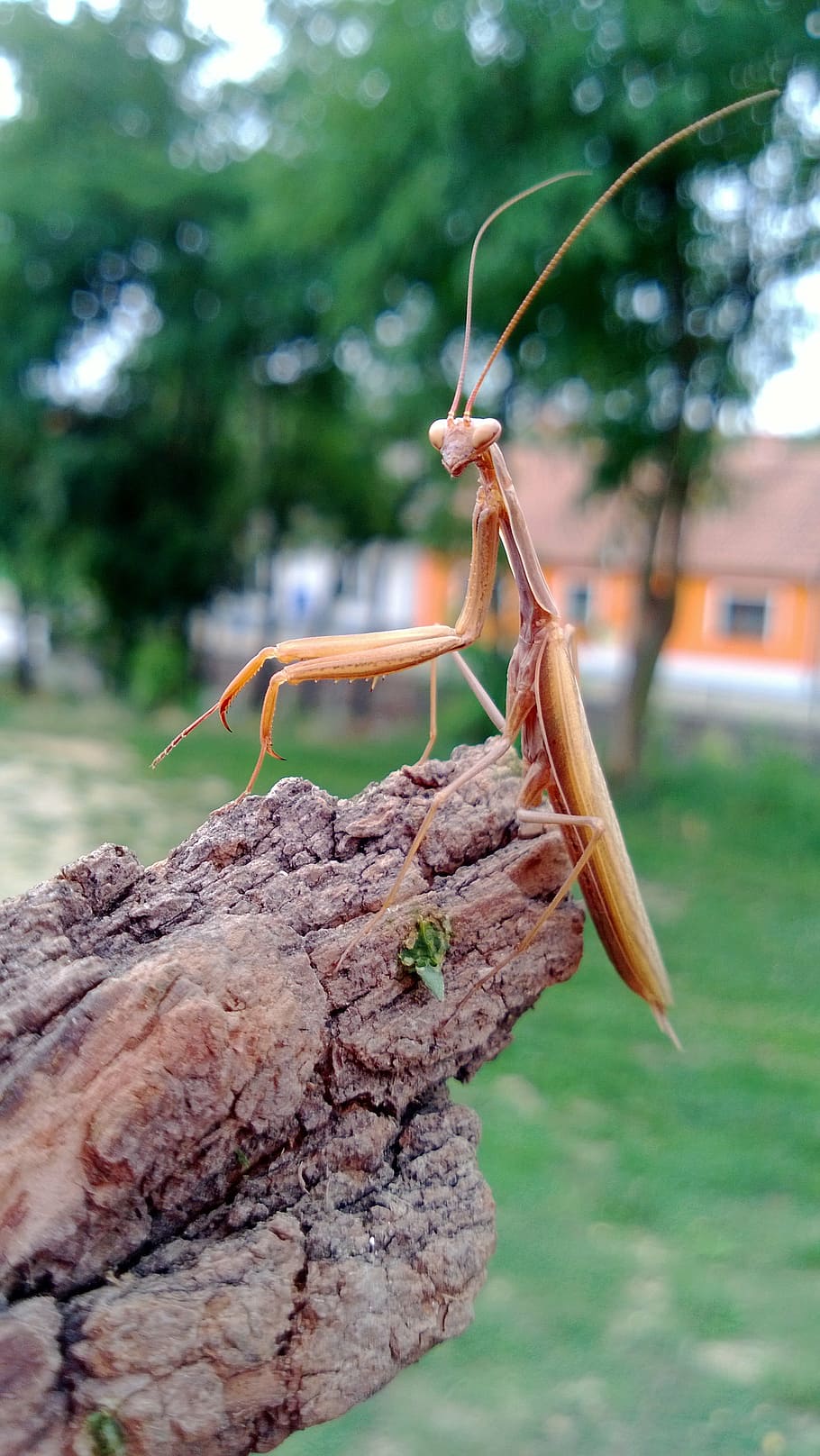 mantis, insect, mantis religiosa, invertebrate, animal wildlife HD wallpaper