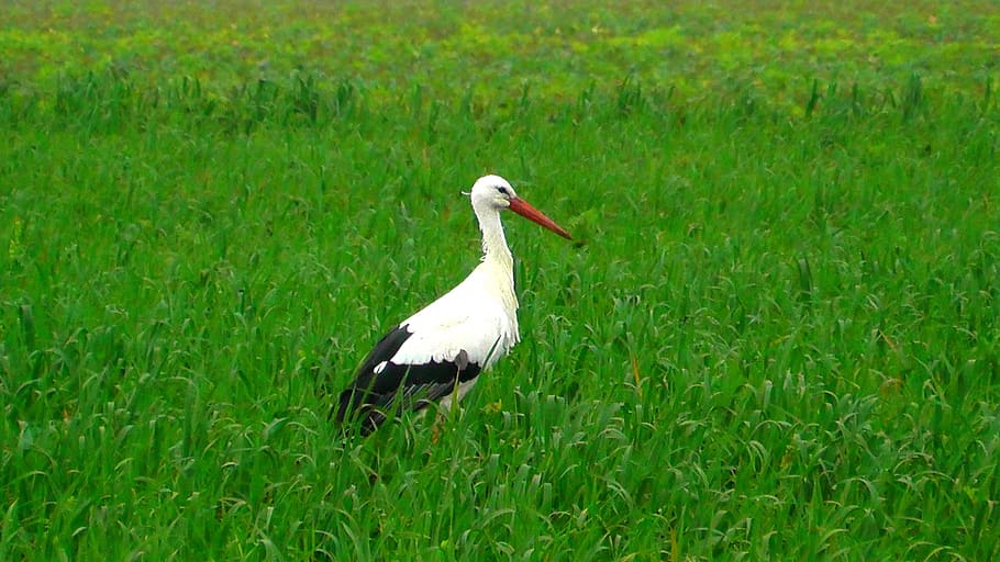 Stork, Animals, Bird, Germany, Storks, birds, fly, bill, nature HD wallpaper