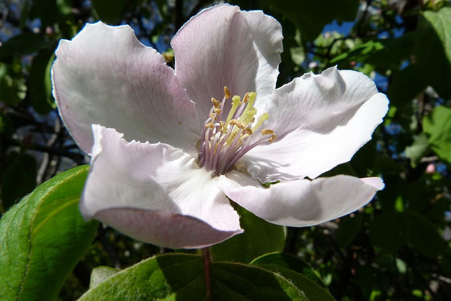 flowers, nature, fruit tree, quince, spring, blossomed, light HD wallpaper
