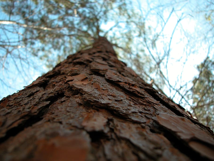 tree, trunk, texture, macro, view, sky, landscape, forest, outdoor HD wallpaper