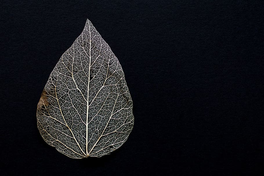 close-up of grey leaf against black background, withered, dry