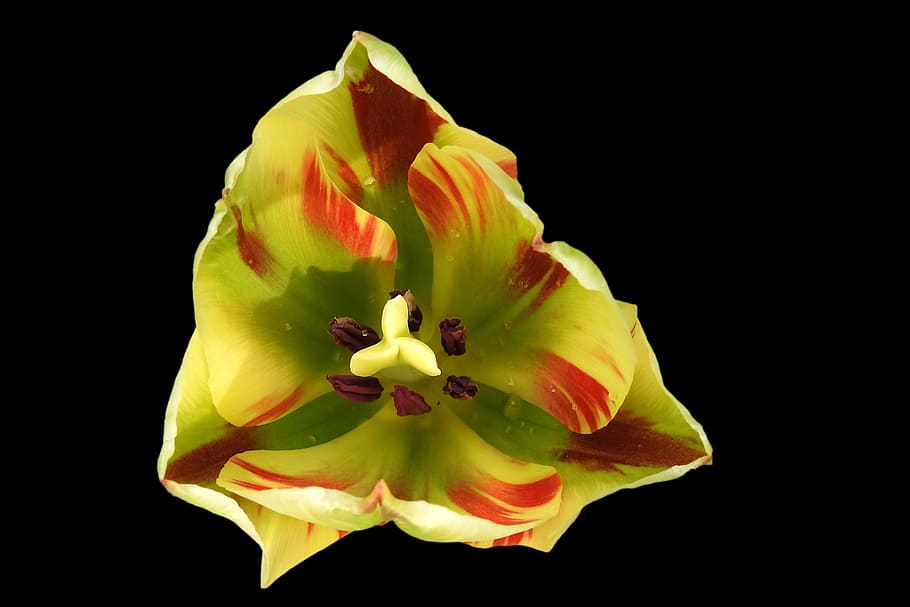 tulip, blossom, bloom, spring, flower, bright, black background HD wallpaper
