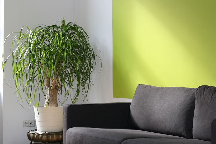 gray sofa beside the green linear plant, office, coaching, seminar, HD wallpaper
