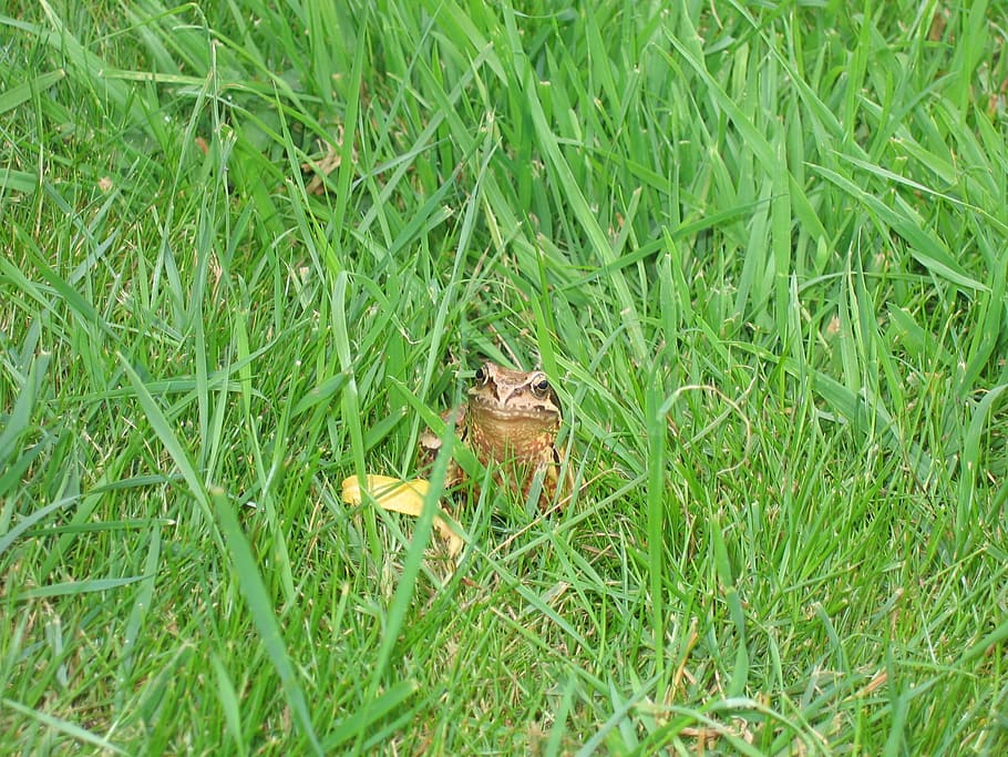 Toad, Frog, Grass, Green, animal, nature, wildlife, brown, outdoors HD wallpaper