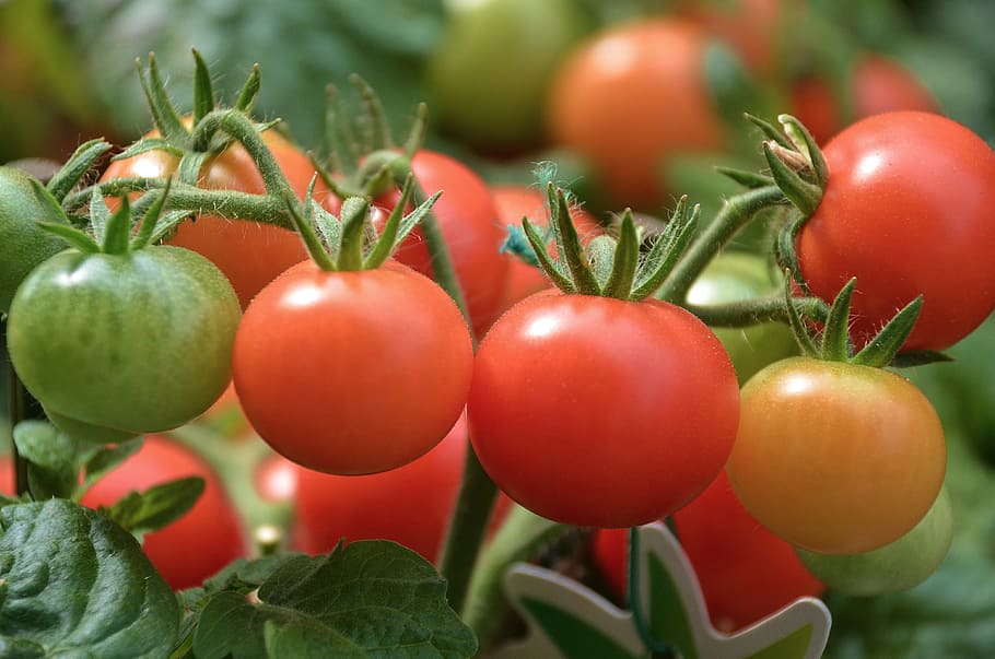 tomatoes, vegetables, red, delicious, market, stand, food, solanum lycopersicum HD wallpaper